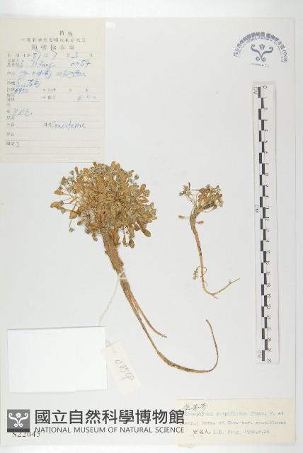 單花芥藏品圖，第1張