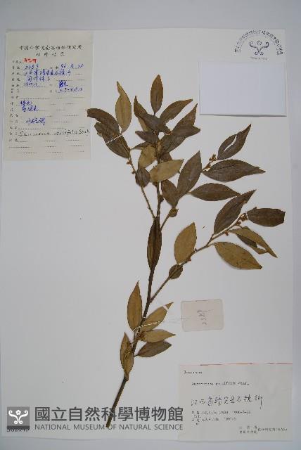 野扇花藏品圖，第1張