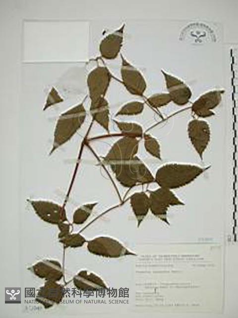 小木通藏品圖，第1張