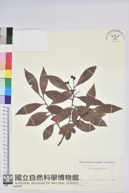 米飯花藏品圖，第1張