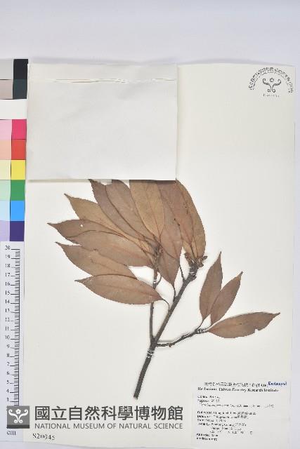 捲斗櫟藏品圖，第1張