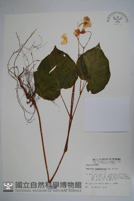 溪頭秋海棠藏品圖，第1張