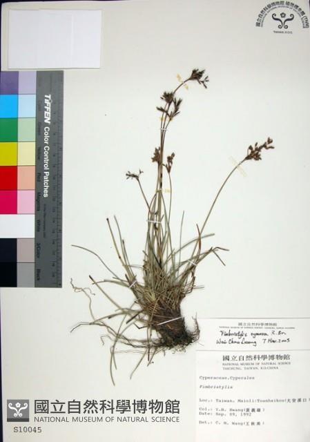 乾溝飄拂草藏品圖，第1張