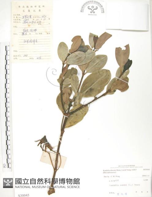 水筆仔藏品圖，第1張