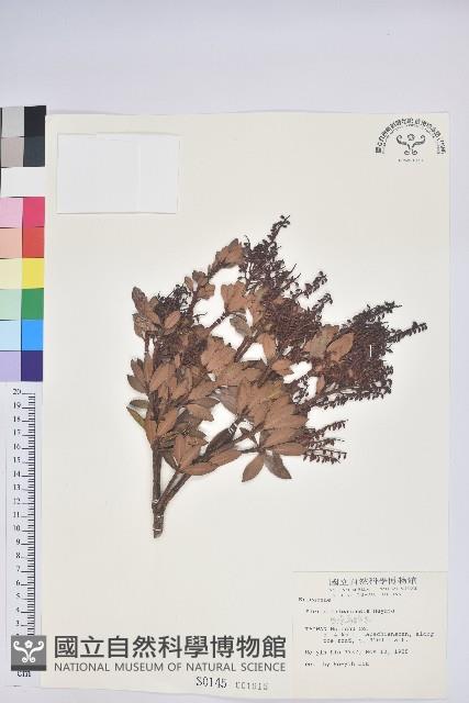 通條樹，喜馬山旌節花藏品圖，第1張