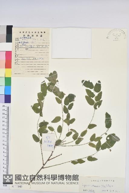 雀兒舌頭藏品圖，第1張