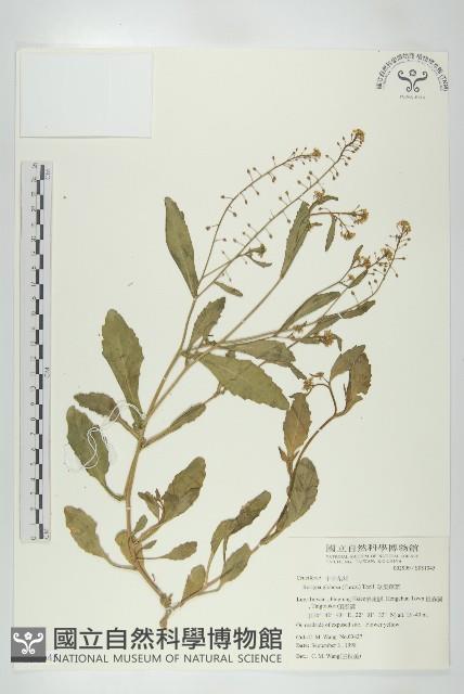 風花菜、球果山芥菜藏品圖，第1張