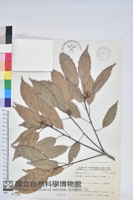 青剛櫟、鐵椆藏品圖，第1張