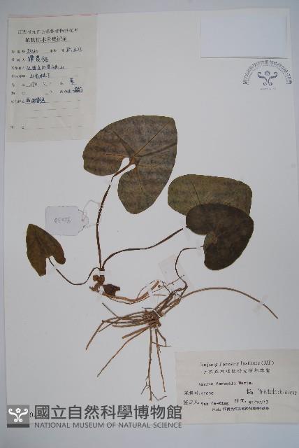 杜衡藏品圖，第1張