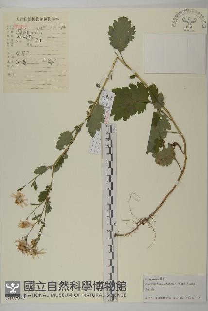 小紅菊藏品圖，第1張