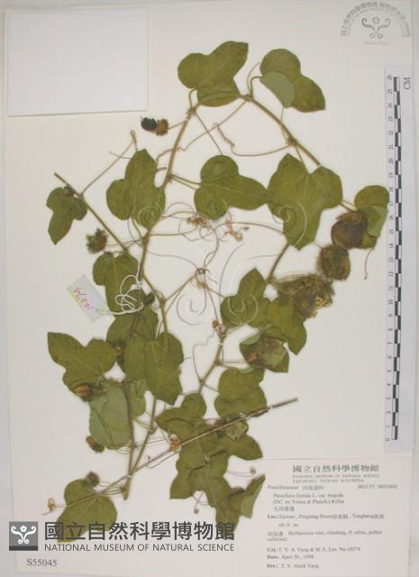 毛西番蓮藏品圖，第1張