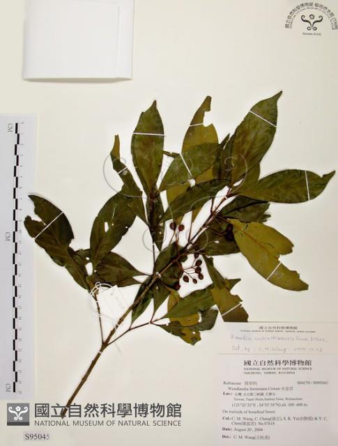 茜草樹藏品圖，第1張