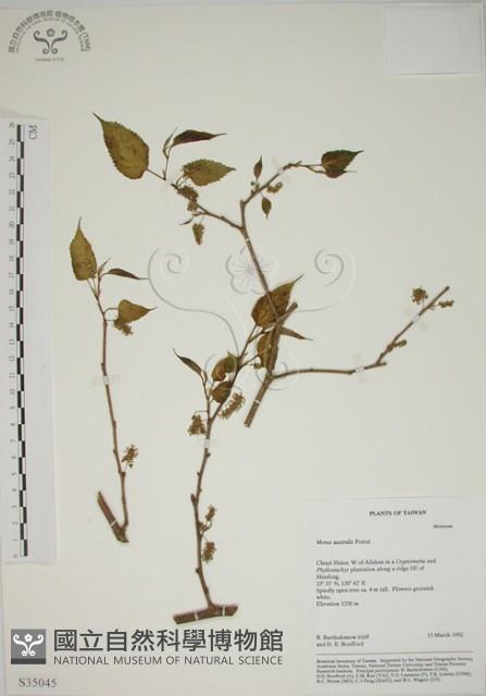 小桑樹藏品圖，第1張