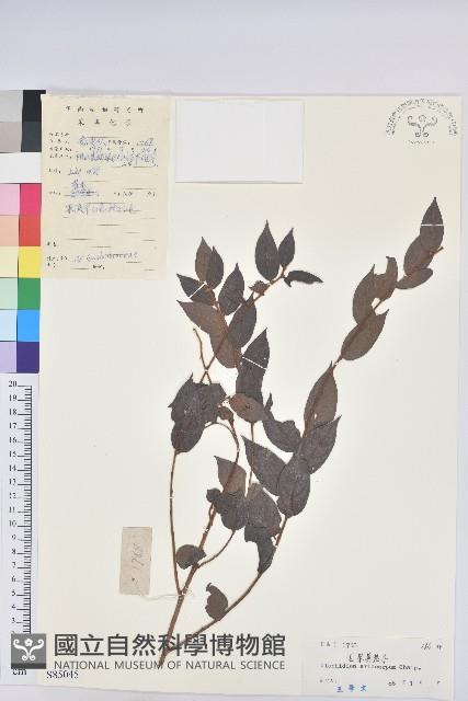 毛果算盤子藏品圖，第1張