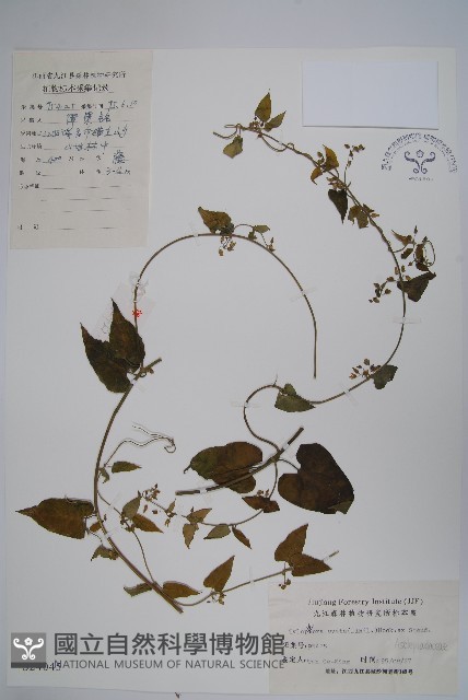 鷗蔓藏品圖，第1張