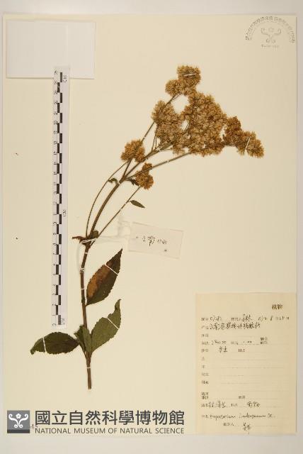 林氏澤蘭藏品圖，第1張