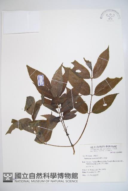 冇骨消藏品圖，第1張