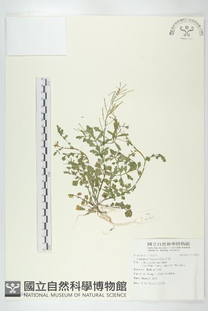 焊菜藏品圖，第1張