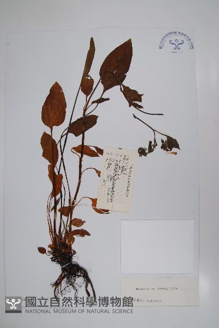 寬葉假鶴虱藏品圖，第1張