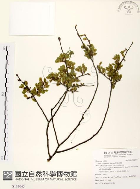 阿里山榆藏品圖，第1張