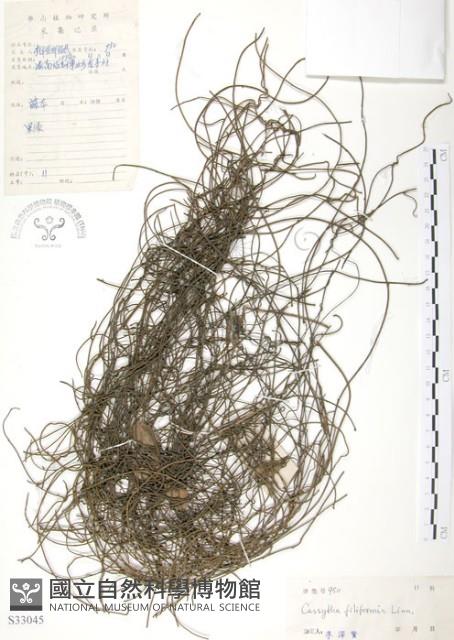 無根草藏品圖，第1張