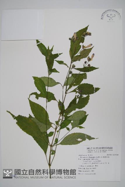 長穗馬藍藏品圖，第1張