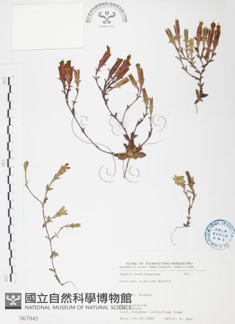 玉山龍膽藏品圖，第1張