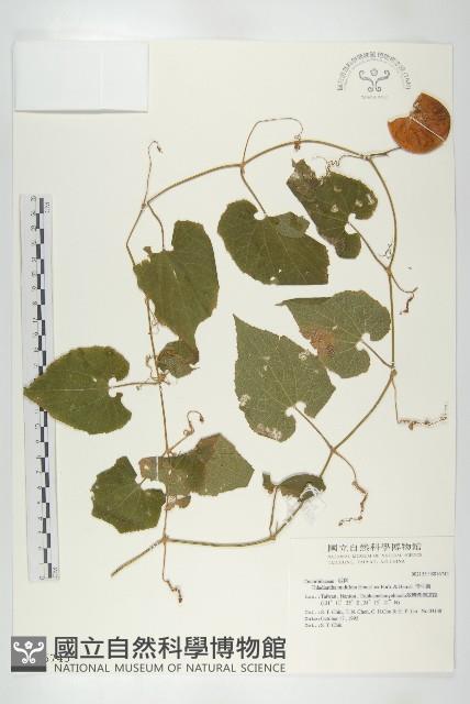 青牛膽藏品圖，第1張