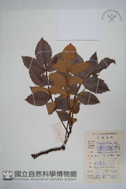 鹽膚木藏品圖，第1張