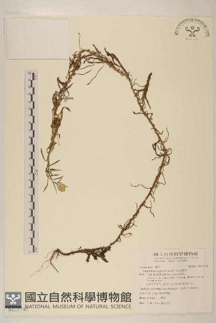 秋鼠麴草藏品圖，第1張