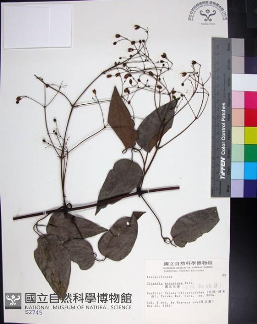 麥氏鐵線蓮藏品圖，第1張