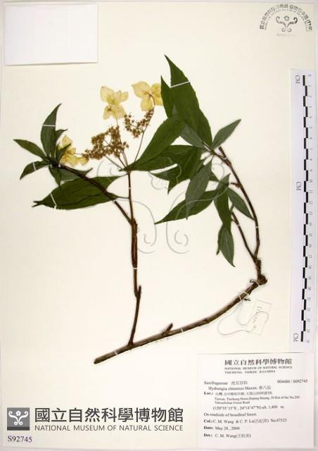 華八仙藏品圖，第1張
