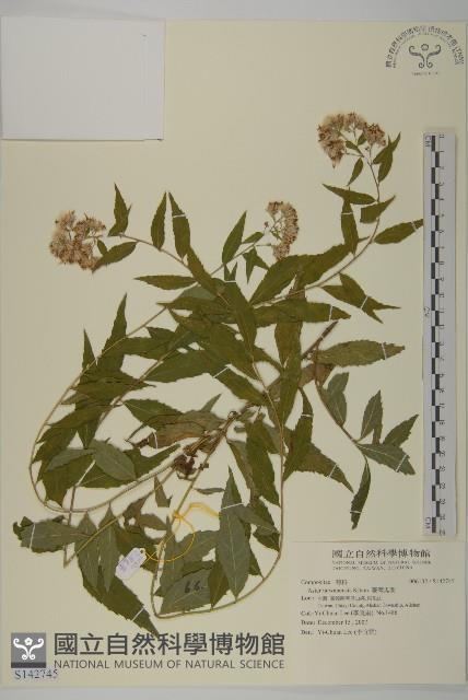 臺灣馬蘭藏品圖，第1張