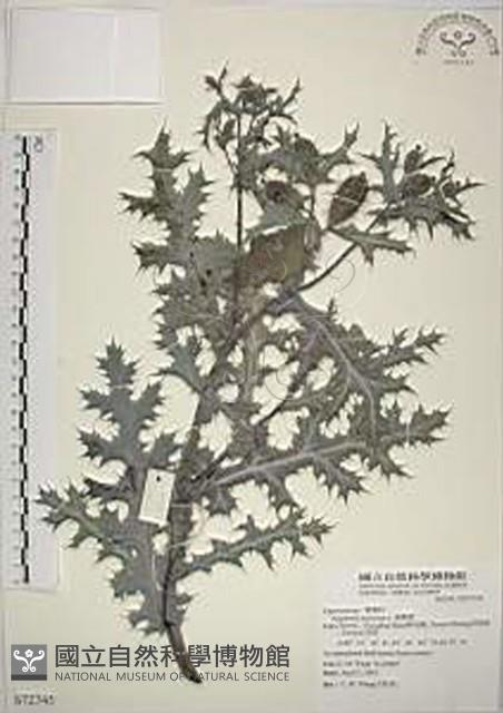 薊罌粟藏品圖，第1張