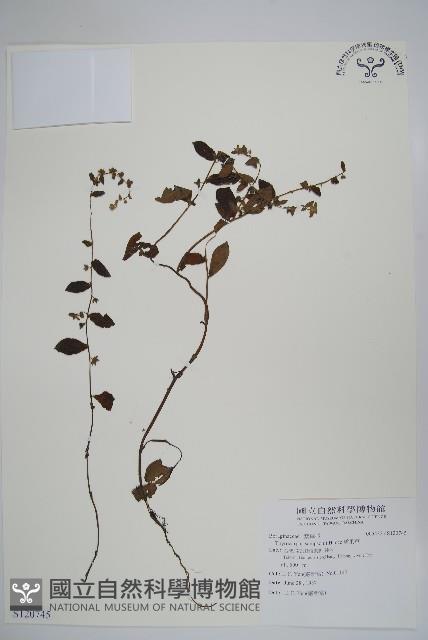 盾果草藏品圖，第1張