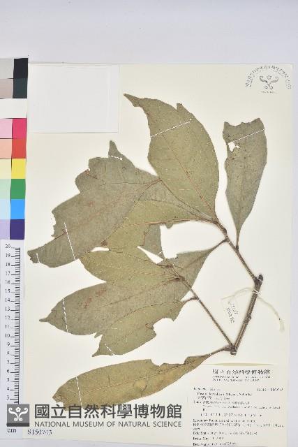 大葉石櫟、大葉校栗藏品圖，第1張