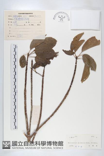 薯豆藏品圖，第1張