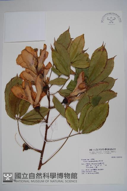 美人樹藏品圖，第1張