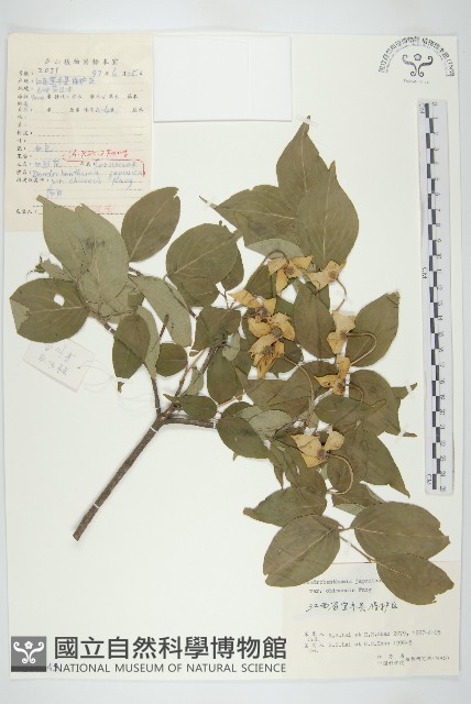 四照花藏品圖，第1張