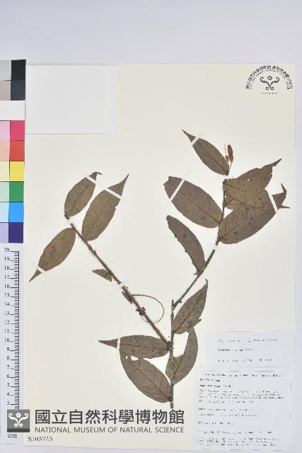 長圓葉樹蘿蔔藏品圖，第1張