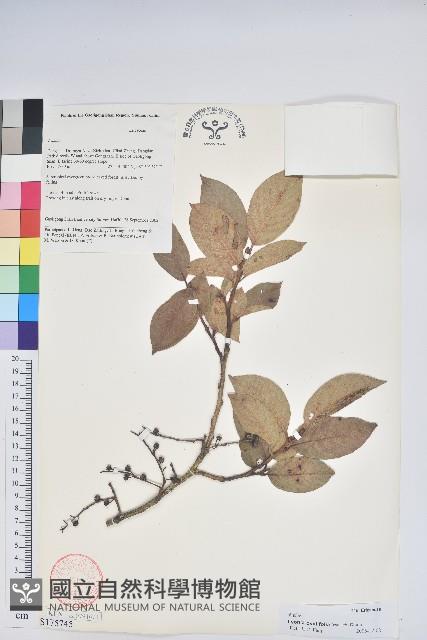 南燭藏品圖，第1張