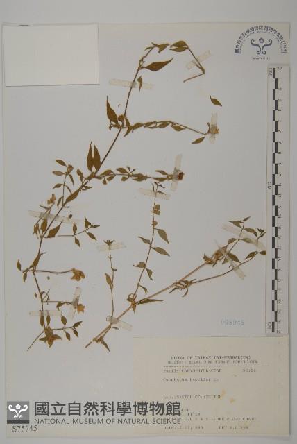 狗筋蔓藏品圖，第1張