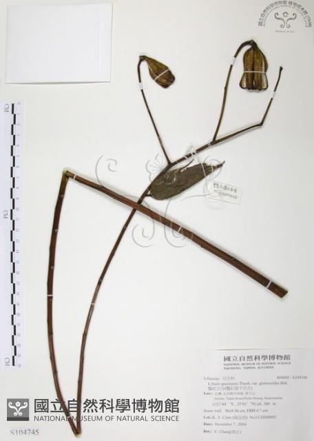 豔紅百合、豔紅鹿子百合藏品圖，第1張