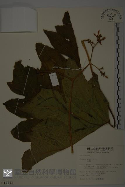 番木瓜藏品圖，第1張