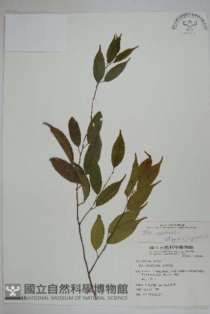 阿里山冬青藏品圖，第1張