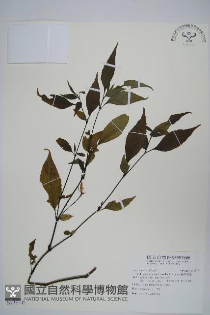 腺萼馬藍藏品圖，第1張