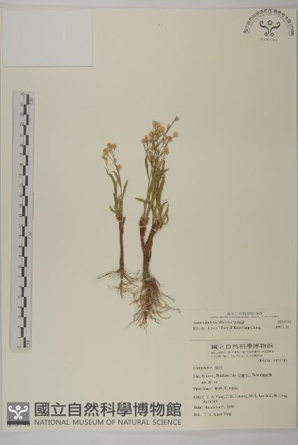 掃帚菊藏品圖，第1張