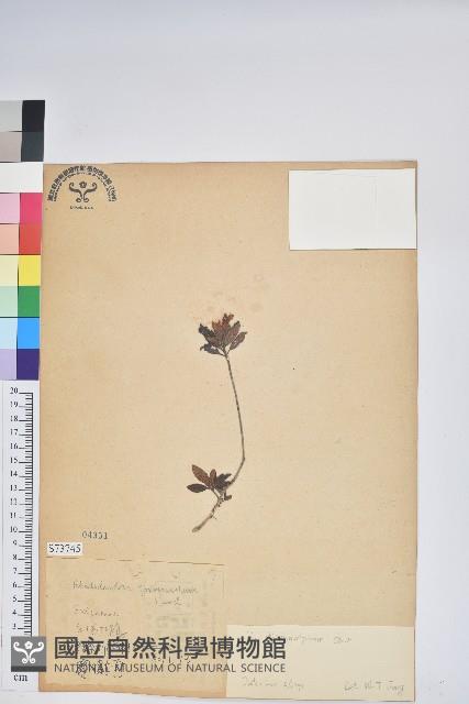 臺灣高山杜鵑藏品圖，第1張