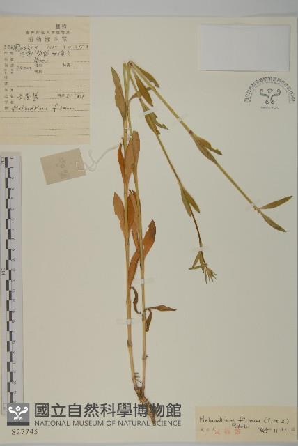 堅硬女婁菜藏品圖，第1張