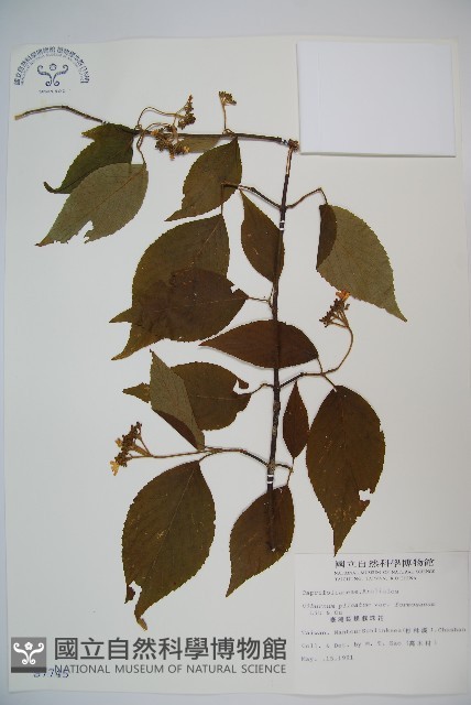 臺灣蝴蝶戲珠花、臺灣蝴蝶花藏品圖，第1張